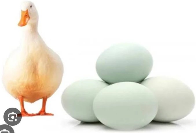 হাঁসের ডিম এক হালি