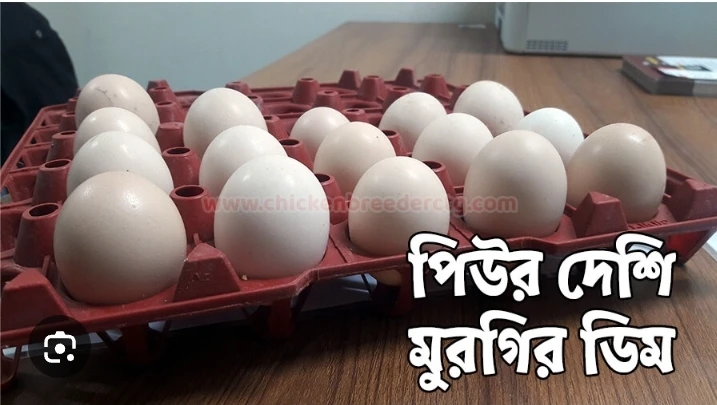 দেশি মুরগির ডিম এক হালি