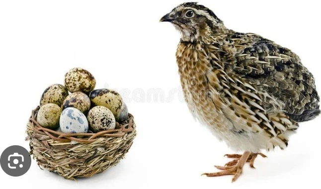 কোয়েল পাখির ডিম এক হালি